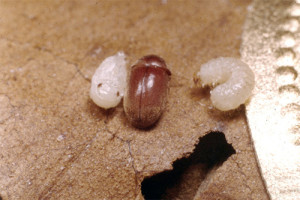 broca-madeira-anobiidae
