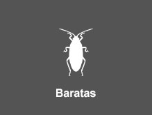 Baratas