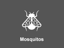 Mosquitos